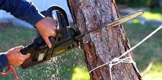 Best Tree Cabling and Bracing  in Lake City, GA