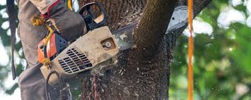 Best Root Management and Removal  in Lake City, GA