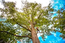 Best Seasonal Cleanup (Spring/Fall)  in Lake City, GA