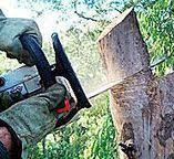 Best Tree Trimming and Pruning  in Lake City, GA