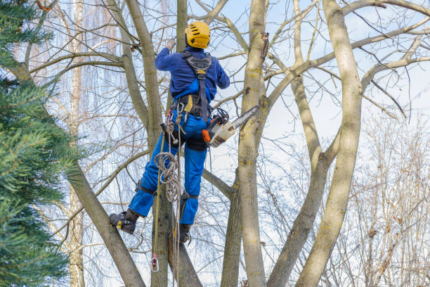 Best Tree and Shrub Care  in Lake City, GA