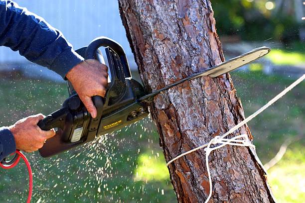 Best Emergency Tree Removal  in Lake City, GA