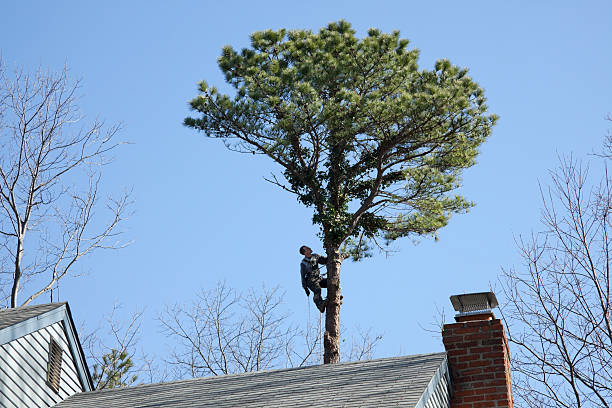 Best Commercial Tree Services  in Lake City, GA