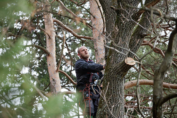 Best Tree Preservation Services  in Lake City, GA