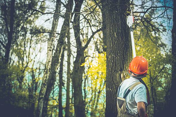 Best Storm Damage Tree Cleanup  in Lake City, GA