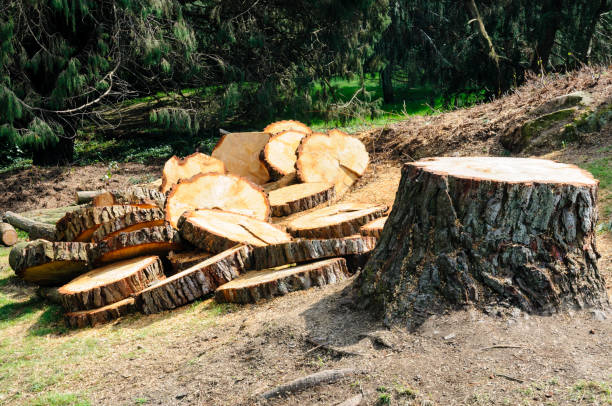 Trusted Lake City, GA Tree Care Experts
